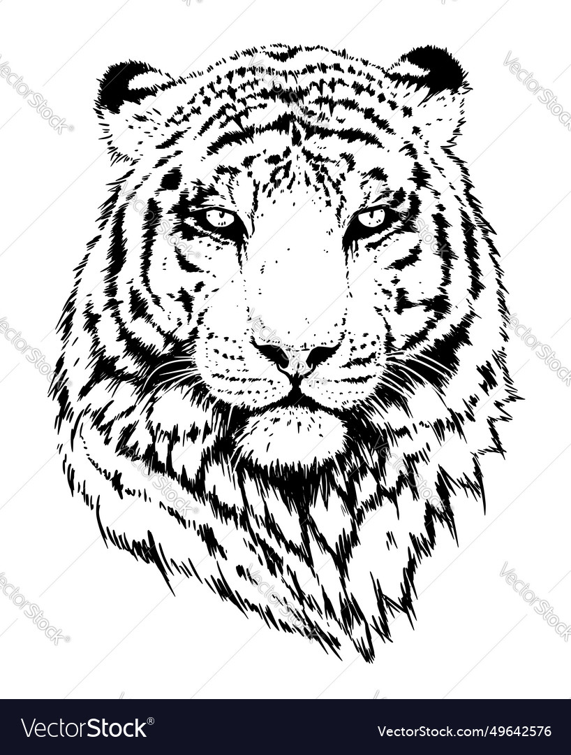 Tiger portrait wild cat head detailed drawing Vector Image