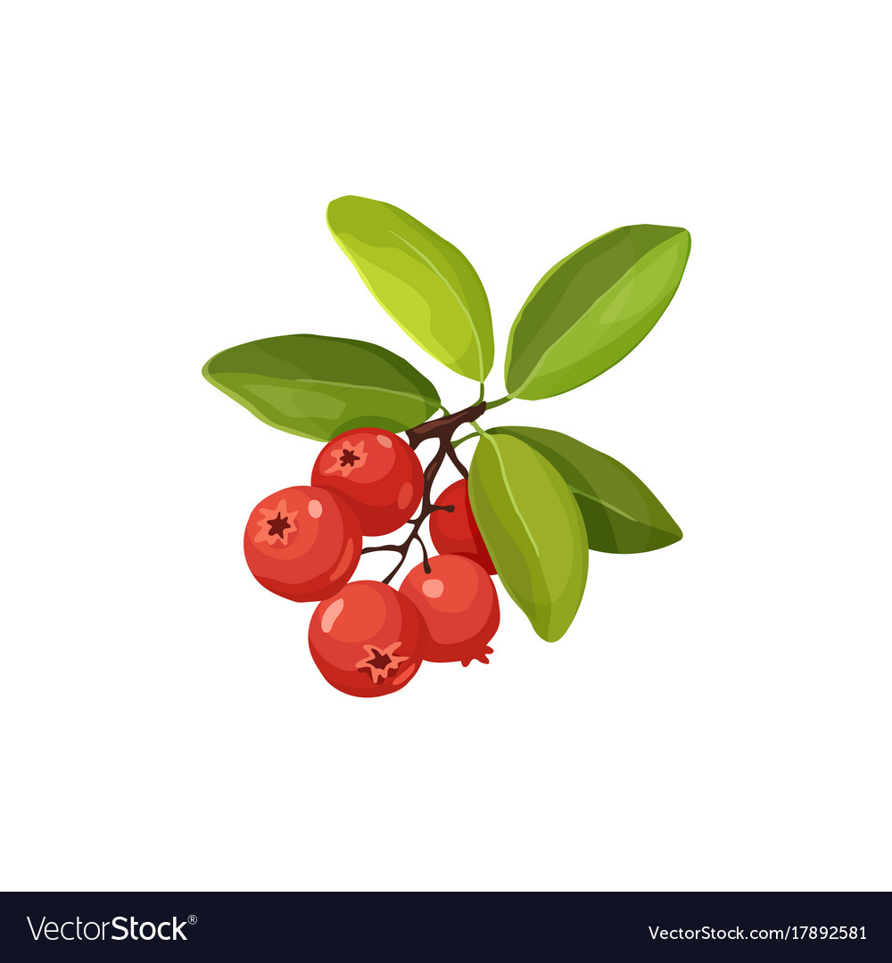 Cranberry icon isolated