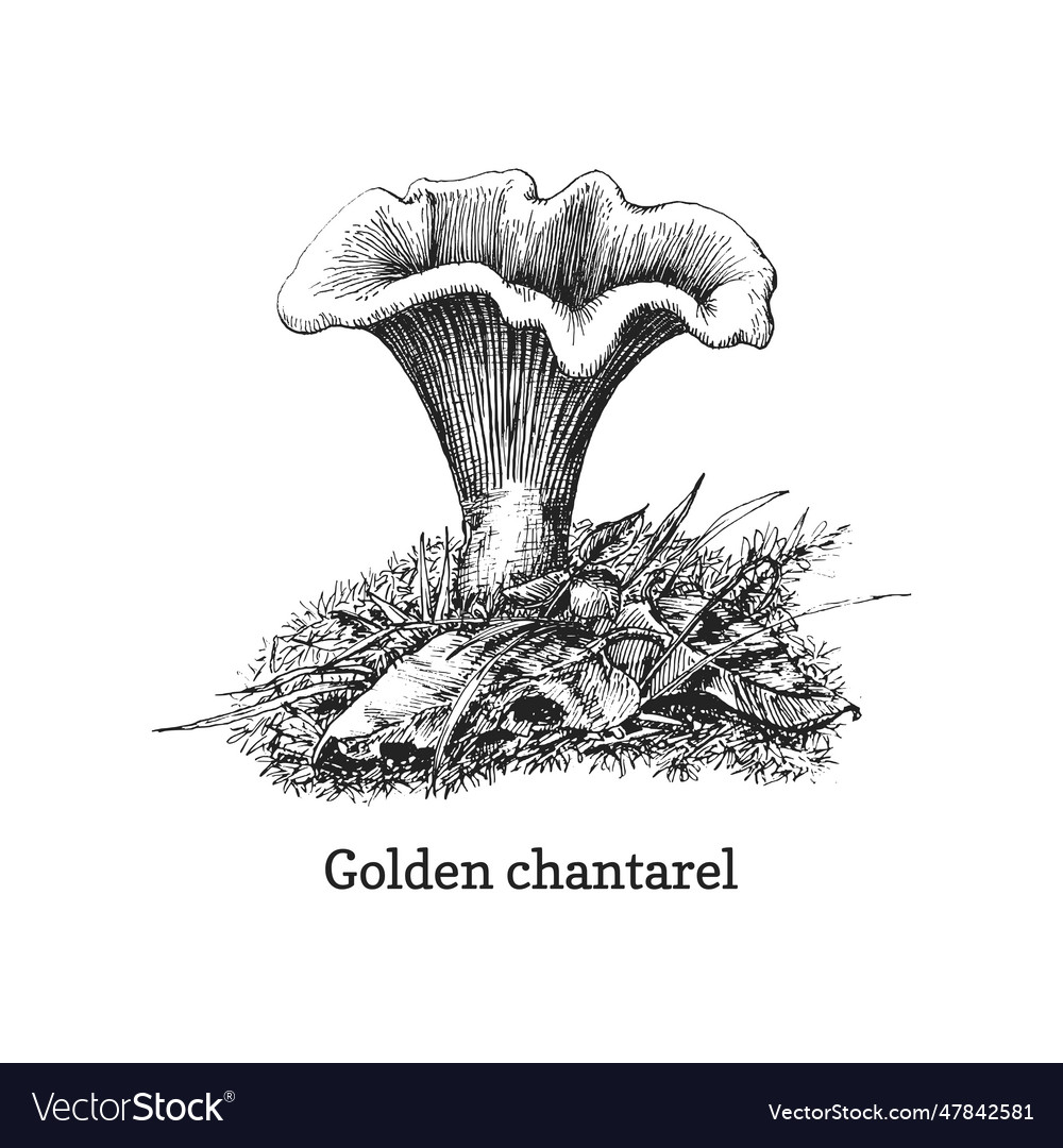 Golden chanterelle vintage hand drawing in Vector Image