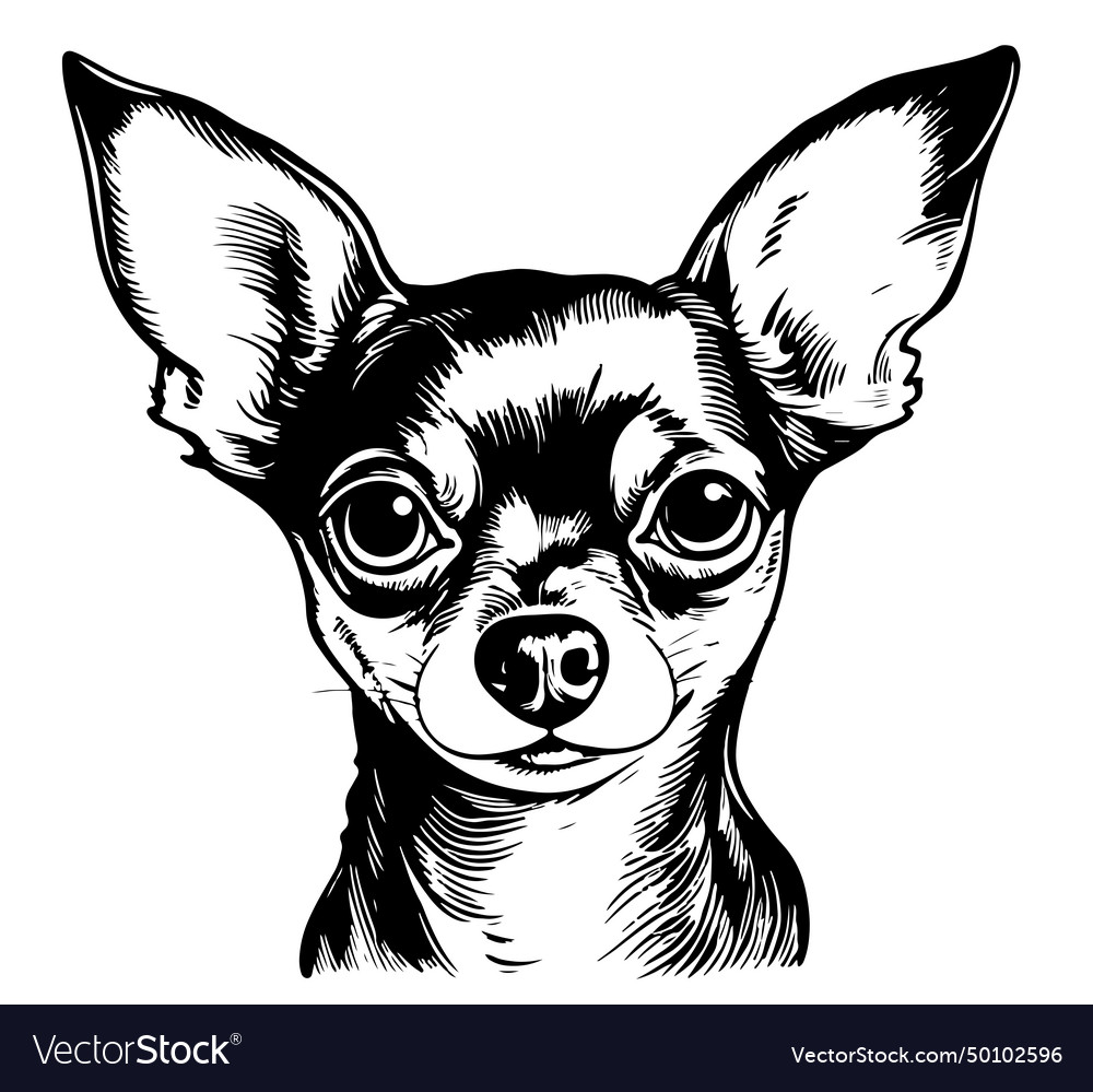 Isolated one single sitting chihuahua toy Vector Image