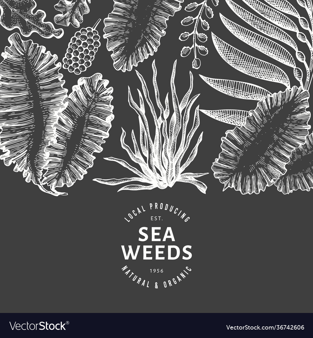 Seaweed design template hand drawn seaweeds Vector Image