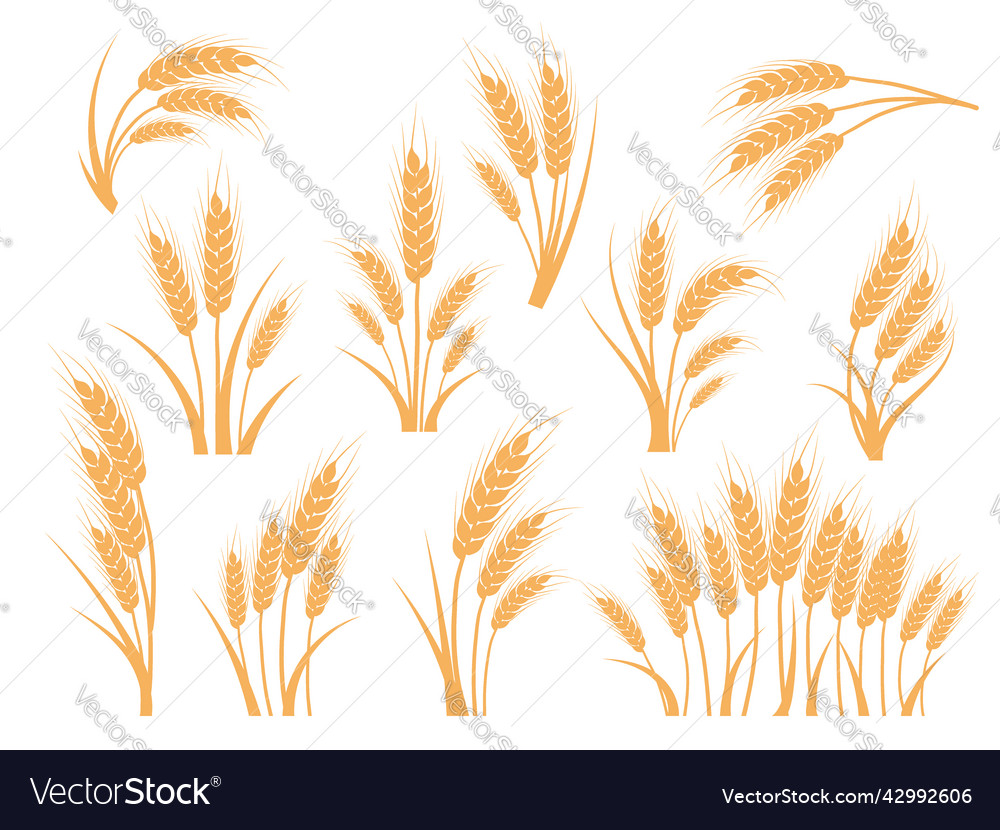 Wheat ears set oat rye or barley spikes vector image Wheat ears set oat rye or barley spikes