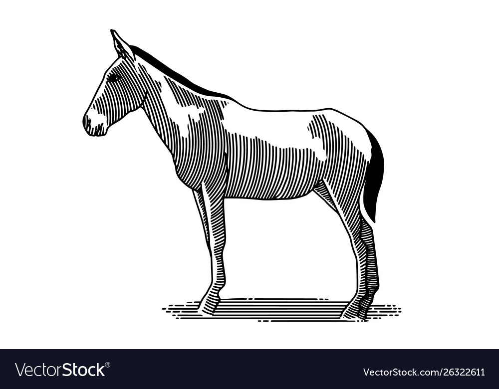 Mule royalty free vector image vectorstock