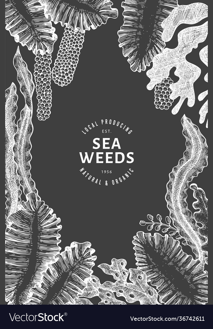 Seaweed design template hand drawn seaweeds Vector Image