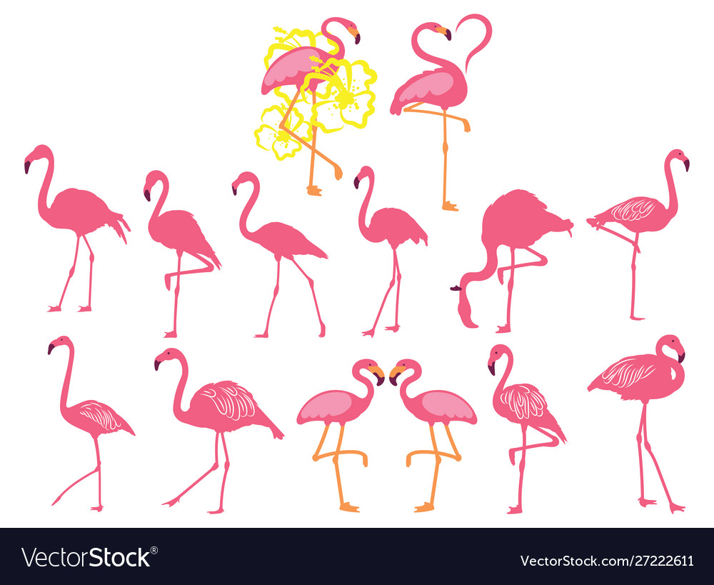 Set pink flamingos collection cartoon vector image Set pink flamingos collection cartoon