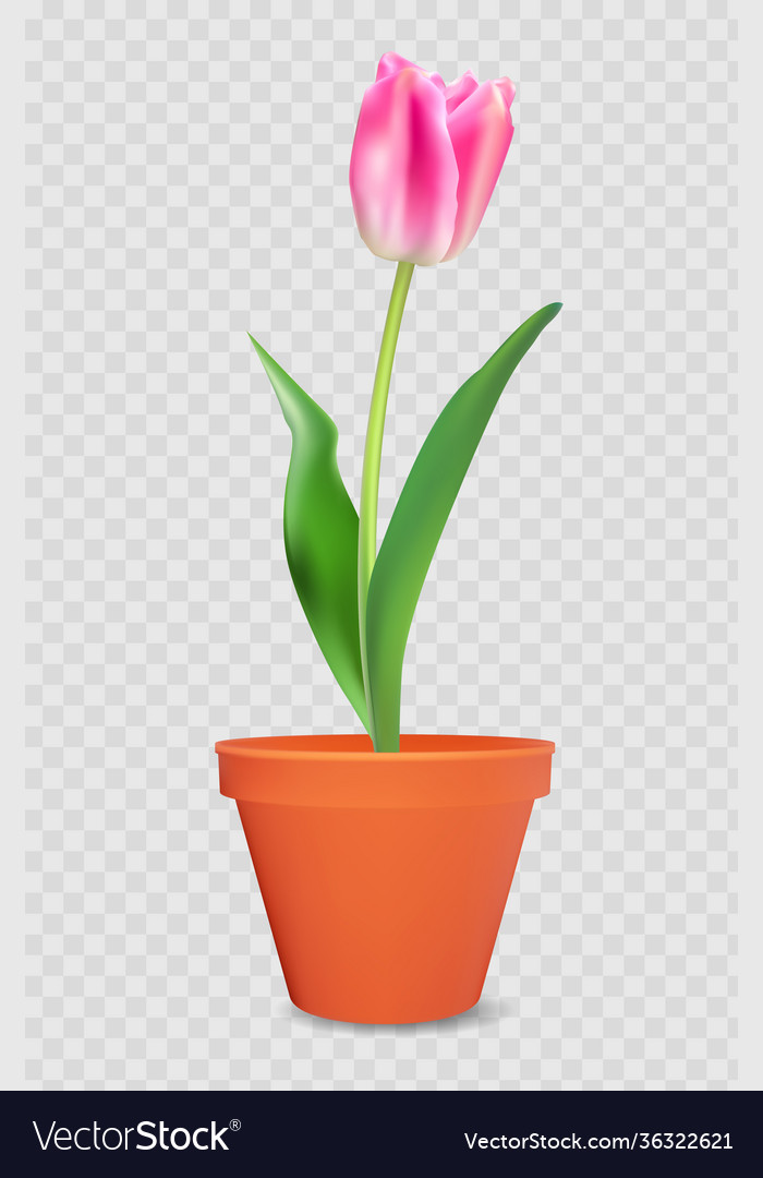 Realistic 3d tulip in flower pot design element Vector Image