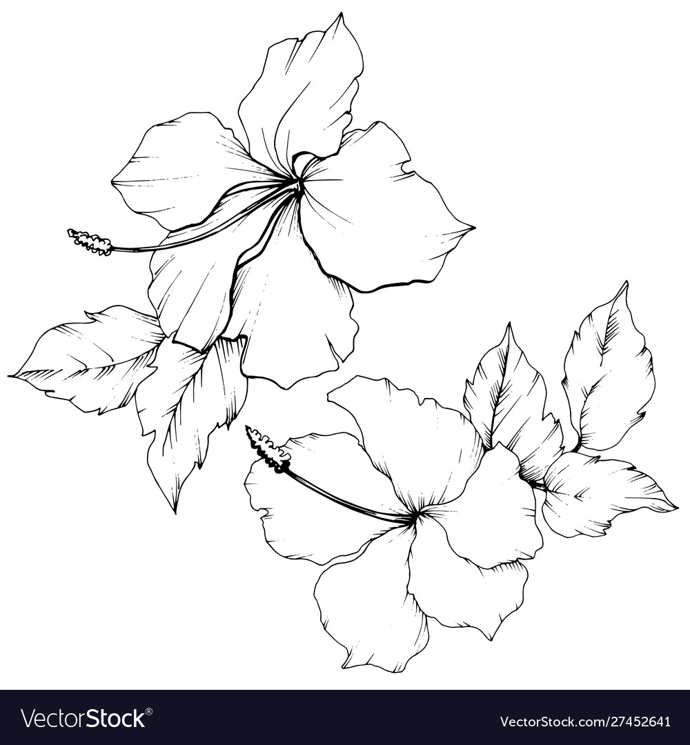 Hibiscus Floral Botanical Flower Black Royalty Free Vector