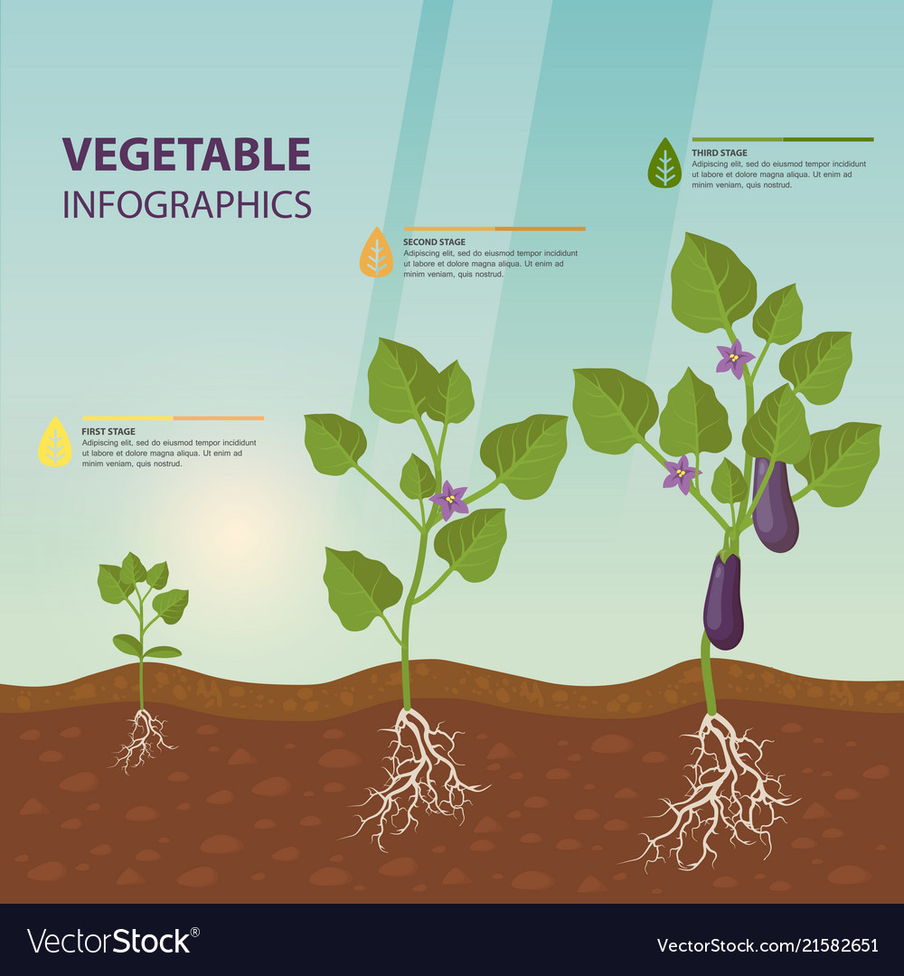 Eggplant or brinjal aubergine infographic Vector Image