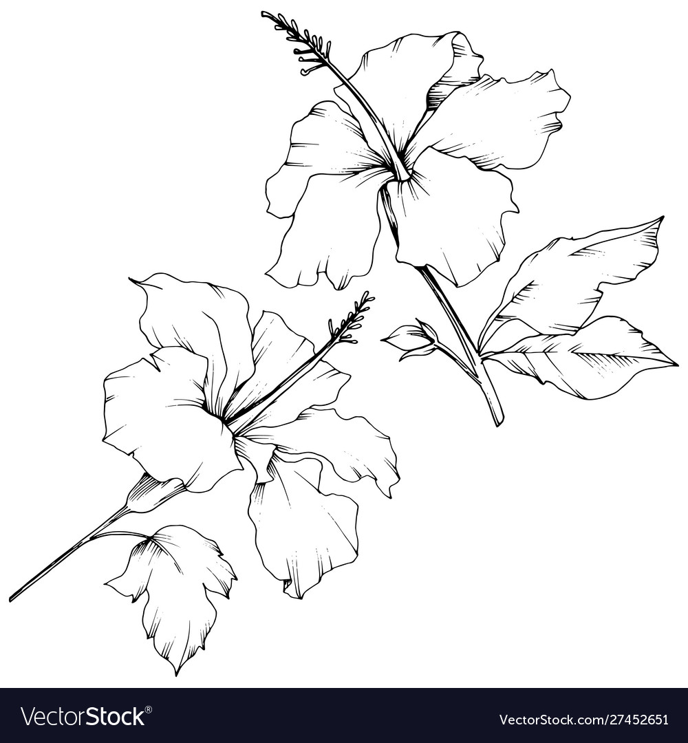 Hibiscus floral botanical flower black Royalty Free Vector