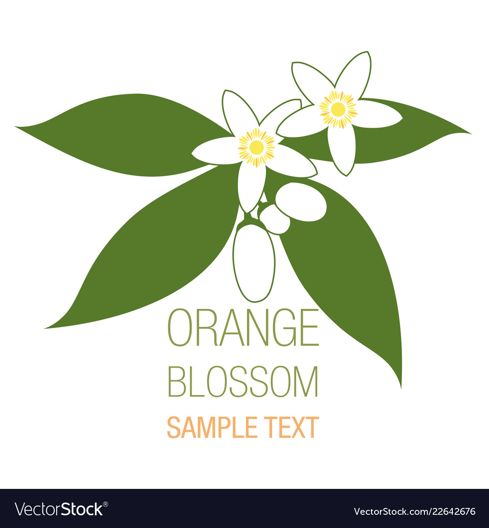 Orange blossom flowers with buds and leaves Vector Image