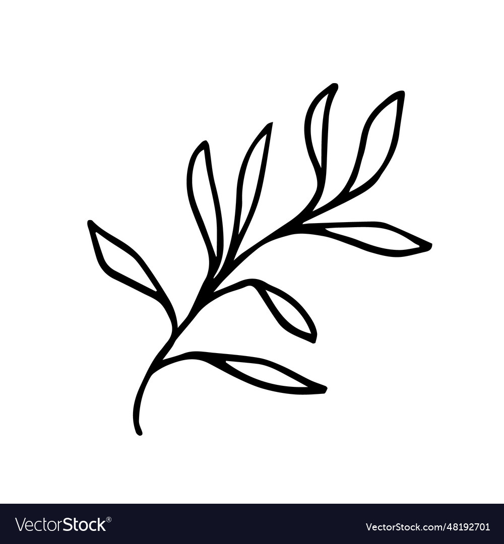 A twig with long leaves Royalty Free Vector Image