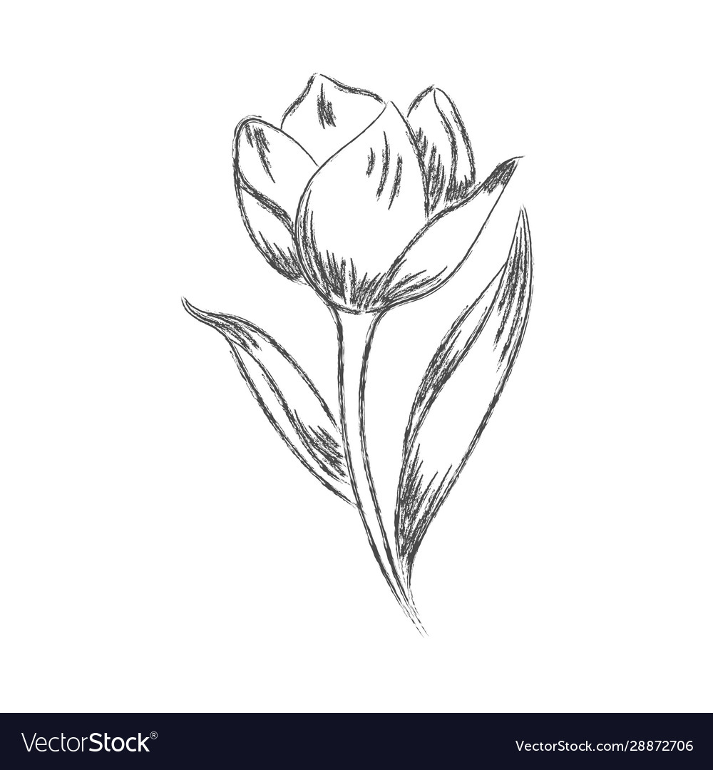 Vector Pencil Drawing Of A Flower With Leaves Isolated On A White  Background For A Nature Themed Design. Royalty Free SVG, Cliparts, Vectors,  and Stock Illustration. Image 137574359.