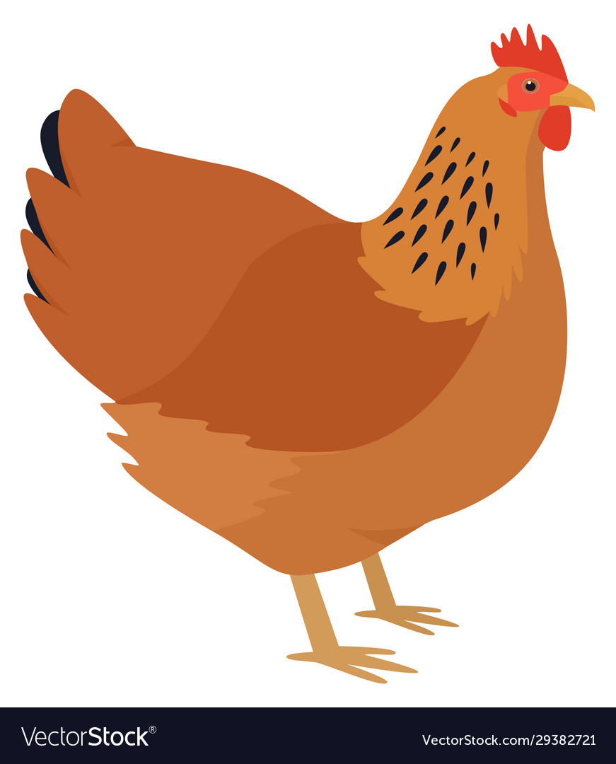 New hampshire breed domestic chicken