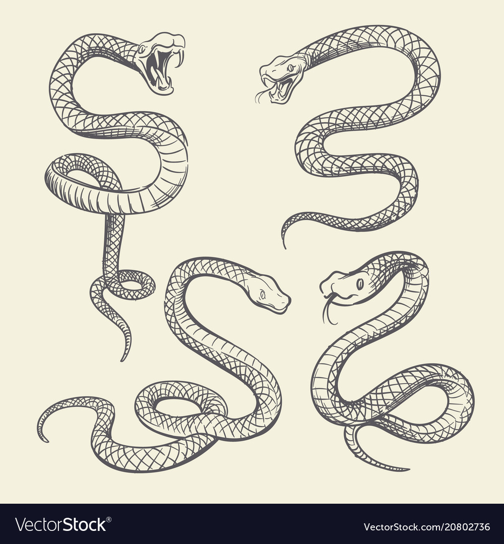 Hand drawing snake set wildlife snakes tattoo Vector Image