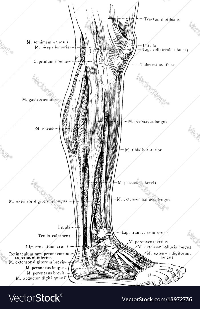 Lateral view superficial muscles the Royalty Free Vector