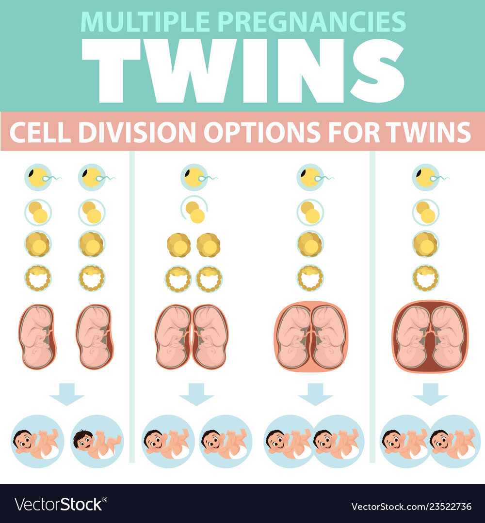 Variants cell division under twins infographics