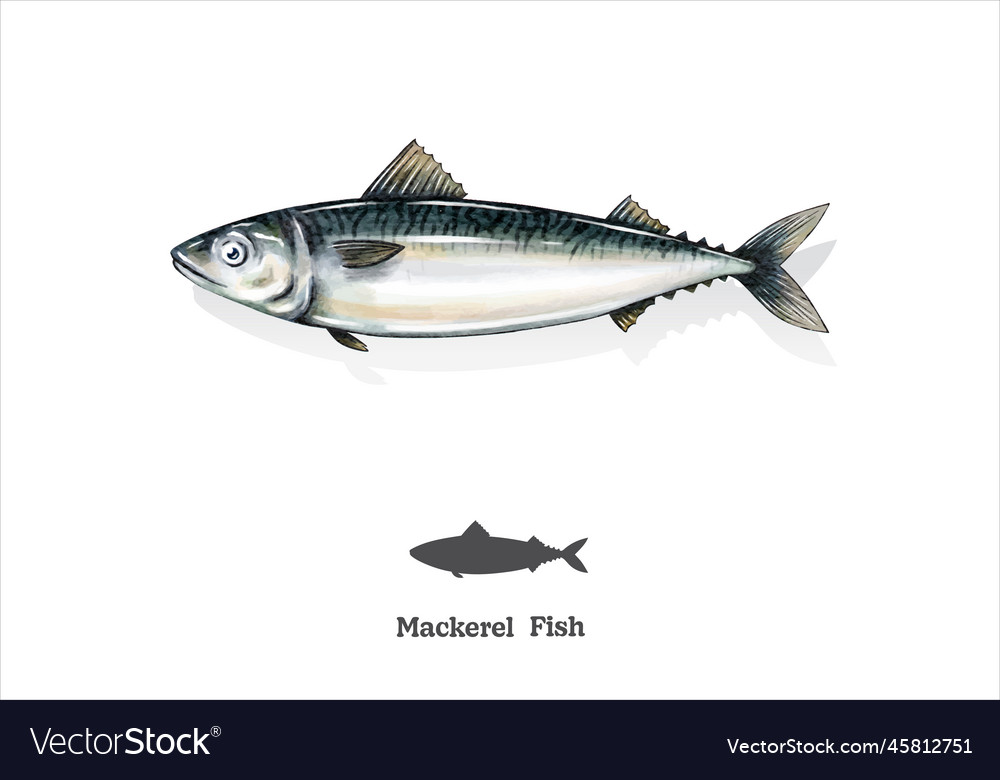 Mackerel fish watercolor sketch line art Vector Image