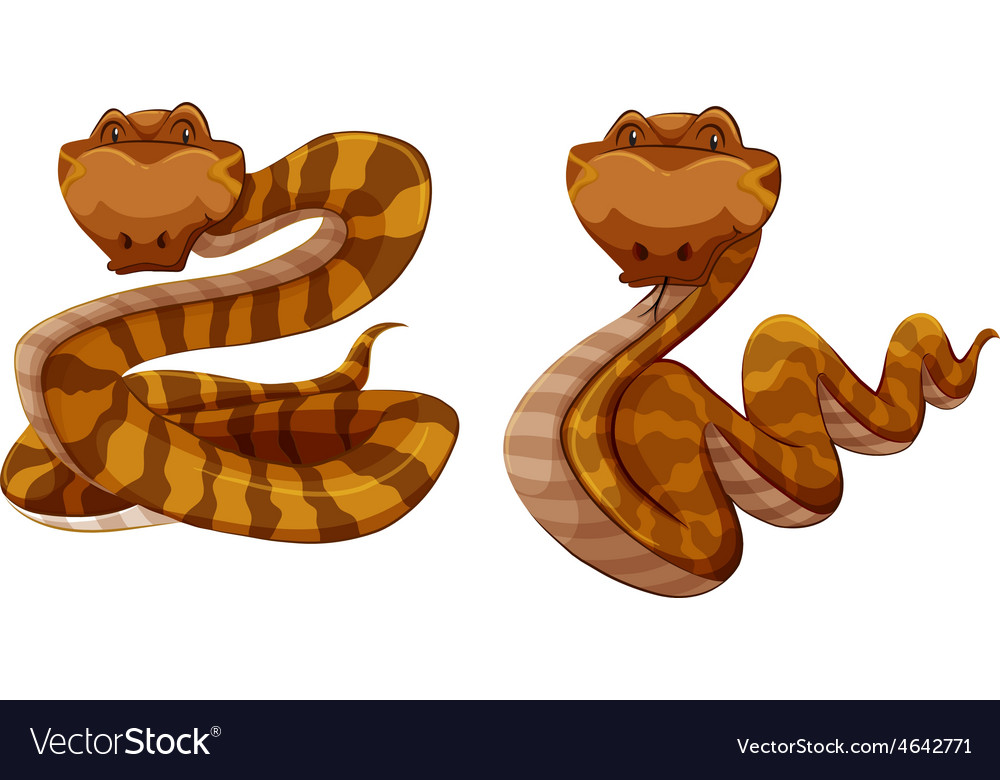 Snakes Royalty Free Vector Image - VectorStock