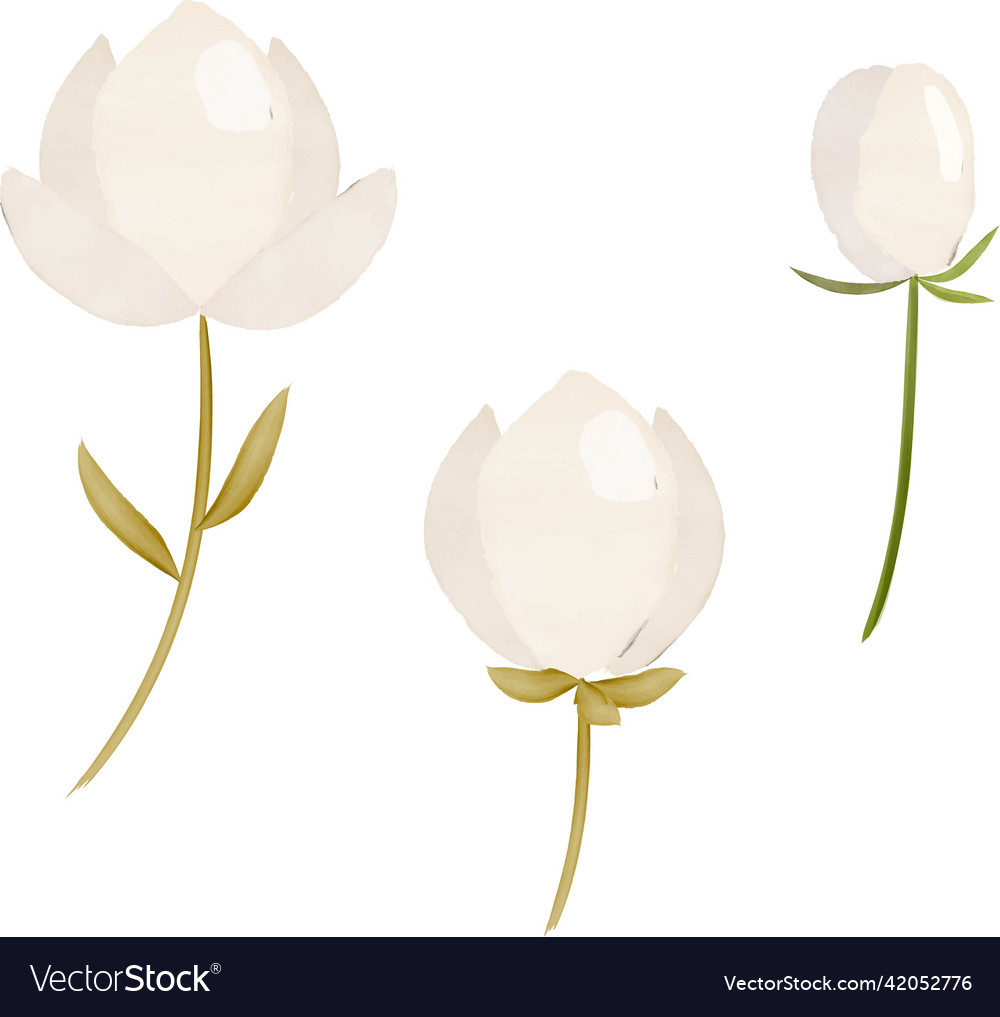 Hand drawn watercolor peony Royalty Free Vector Image