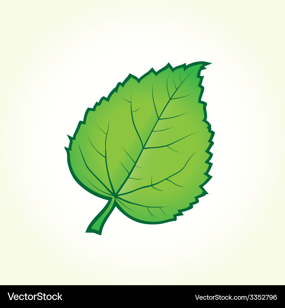 Green leaf isolated Royalty Free Vector Image - VectorStock