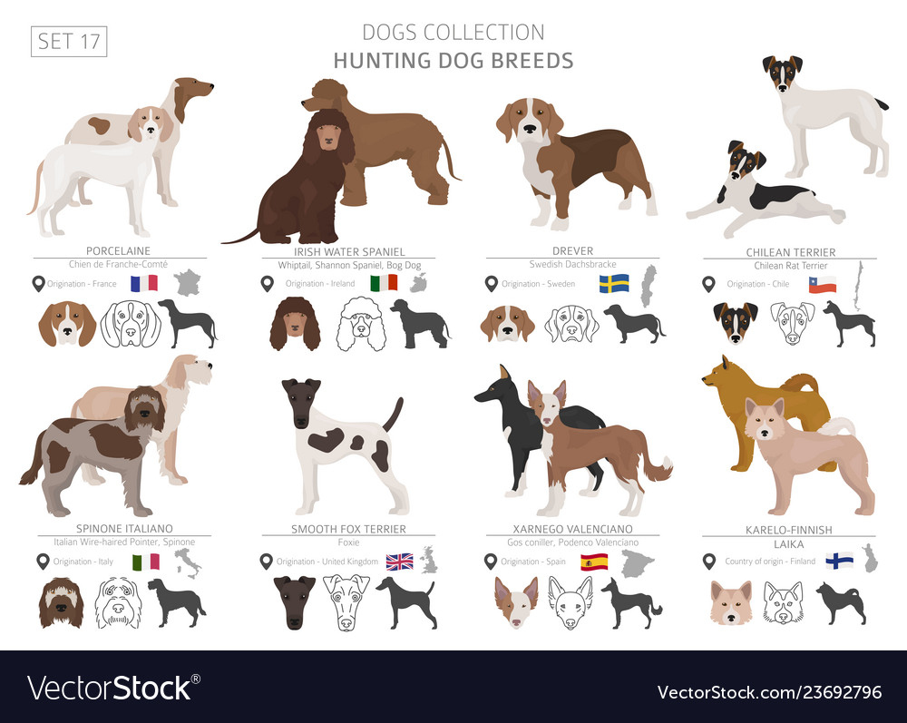 Dog setting