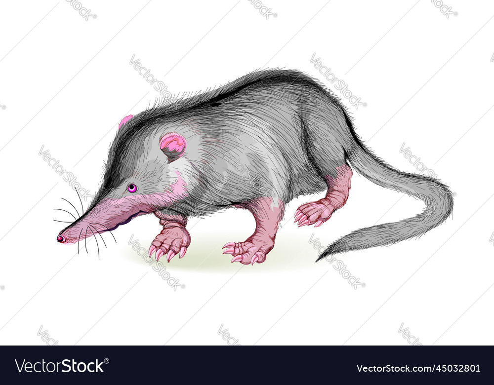 Desman mammal of the mole family wildlife animals Vector Image