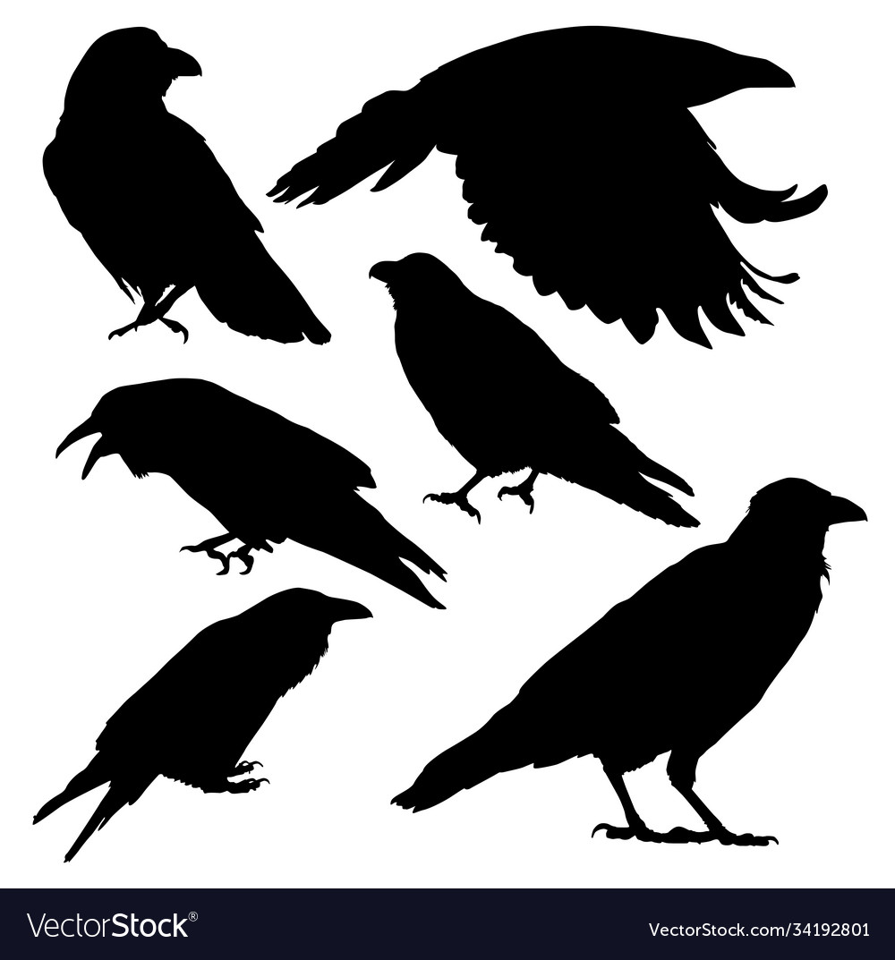 Set silhouettes crow Royalty Free Vector Image