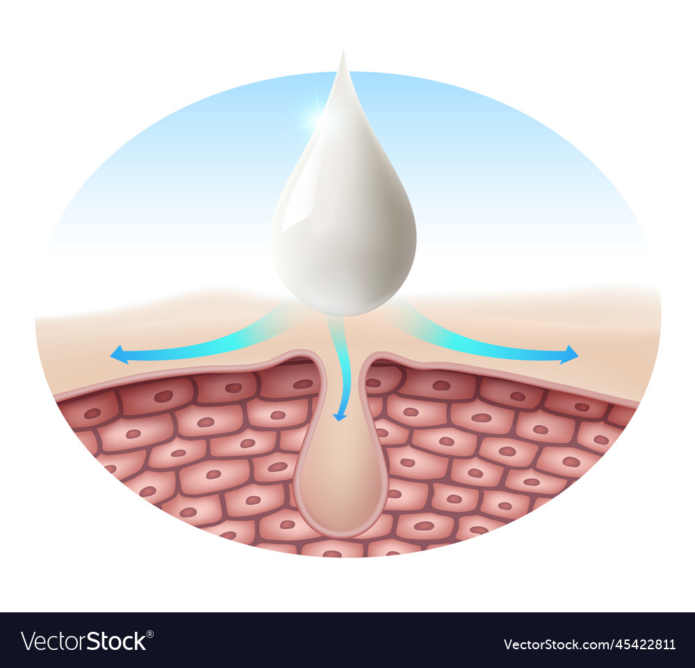 Cream penetrates Royalty Free Vector Image - VectorStock