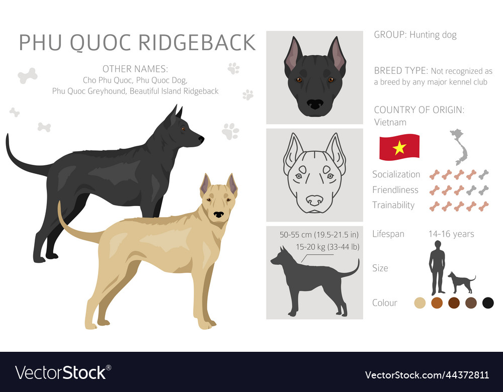 Phu quoc ridgeback clipart all coat colors set Vector Image