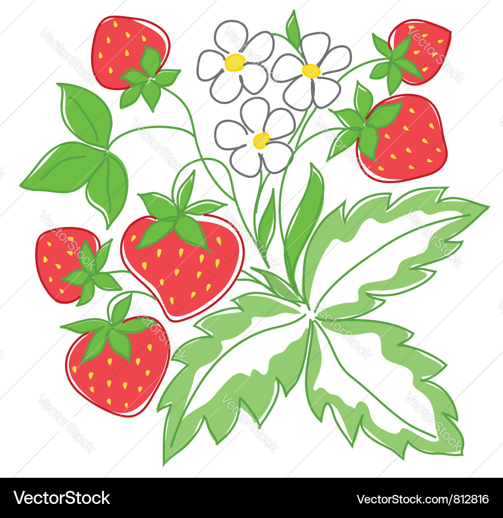 Red strawberry Royalty Free Vector Image - VectorStock