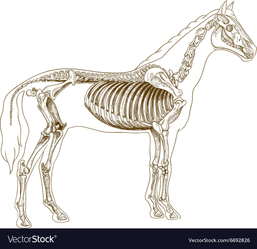 Engraving skeleton horse Royalty Free Vector Image