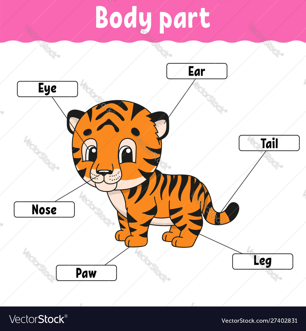 Body Part Learning Words Education Developing Vector Image