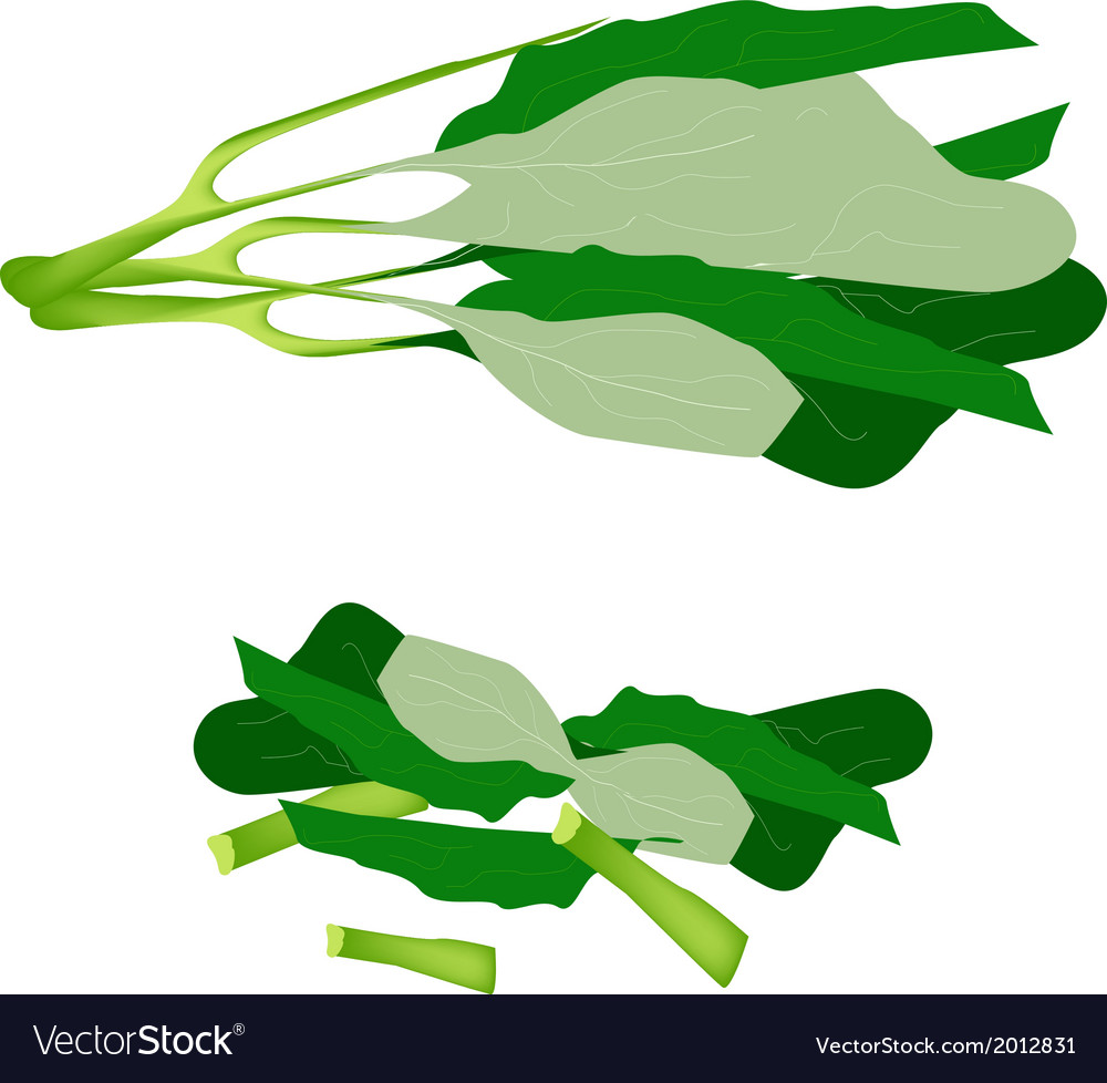 Fresh green chinese broccoli on white background