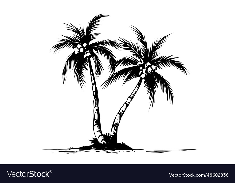 Palm tree with coconut hand drawn sketch ink