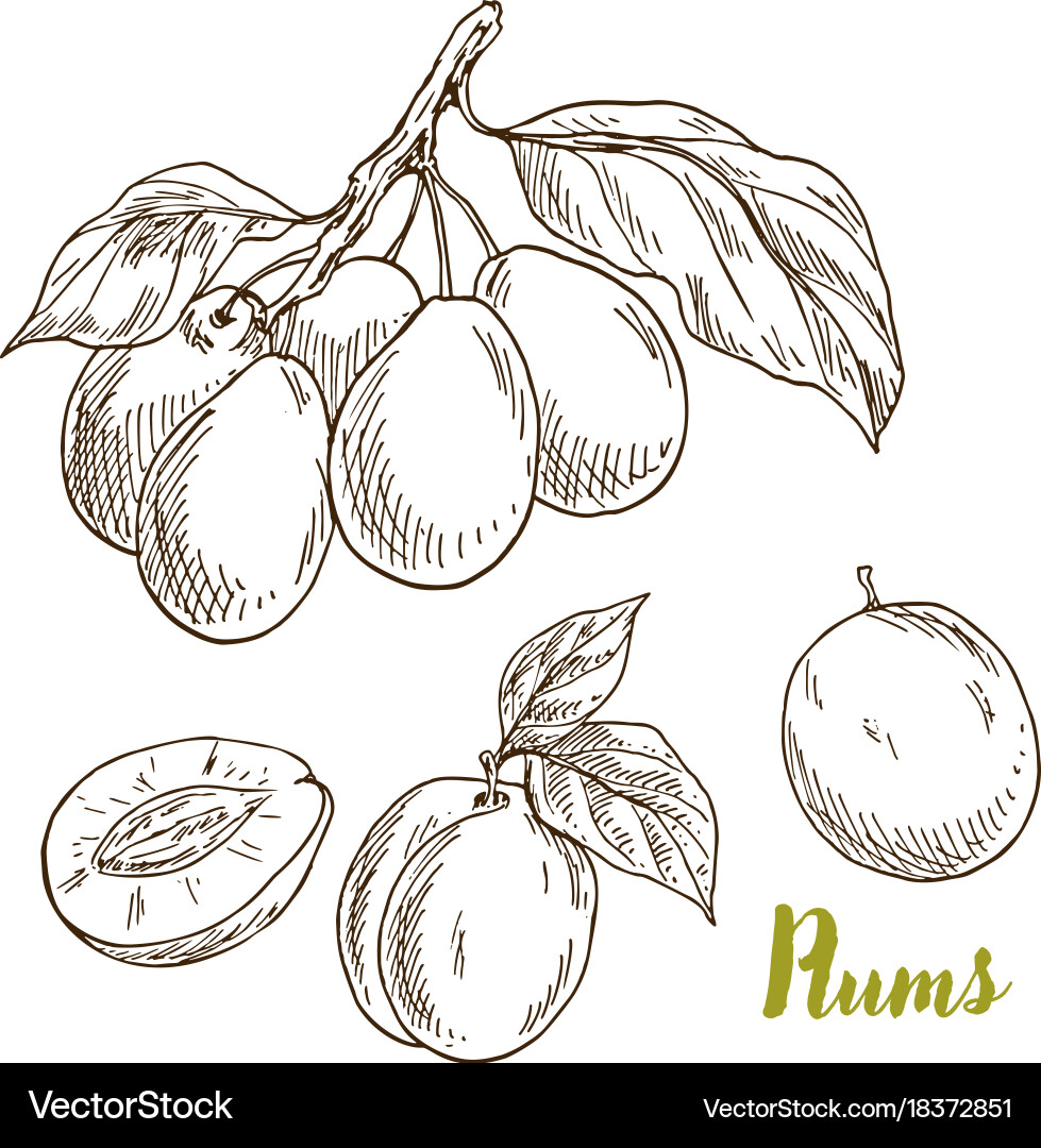 Plums branch with leaves hand drawn Royalty Free Vector