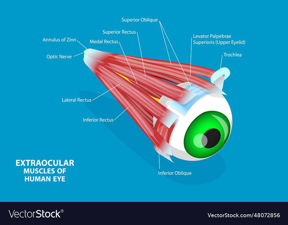 3d isometric flat conceptual Royalty Free Vector Image