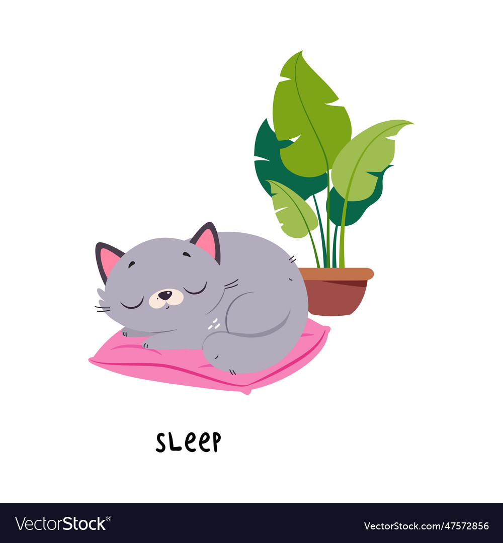 Funny grey cat sleep on pillow as english verb for