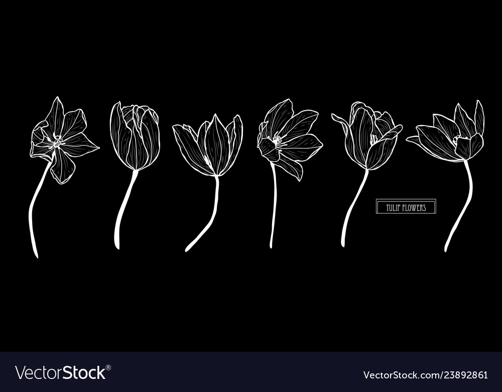 Hand drawn floral decorations Royalty Free Vector Image