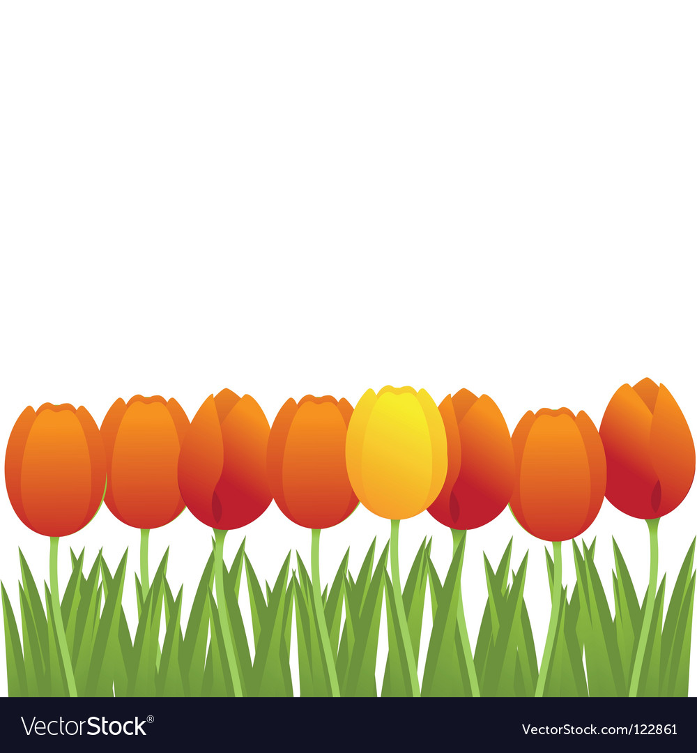 orange tulips royalty free vector image vectorstock
