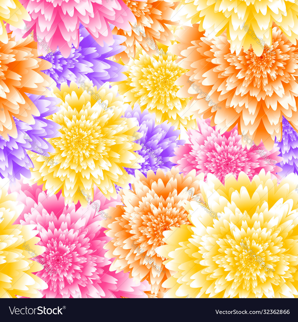 Chrysanthemum floral background Royalty Free Vector Image