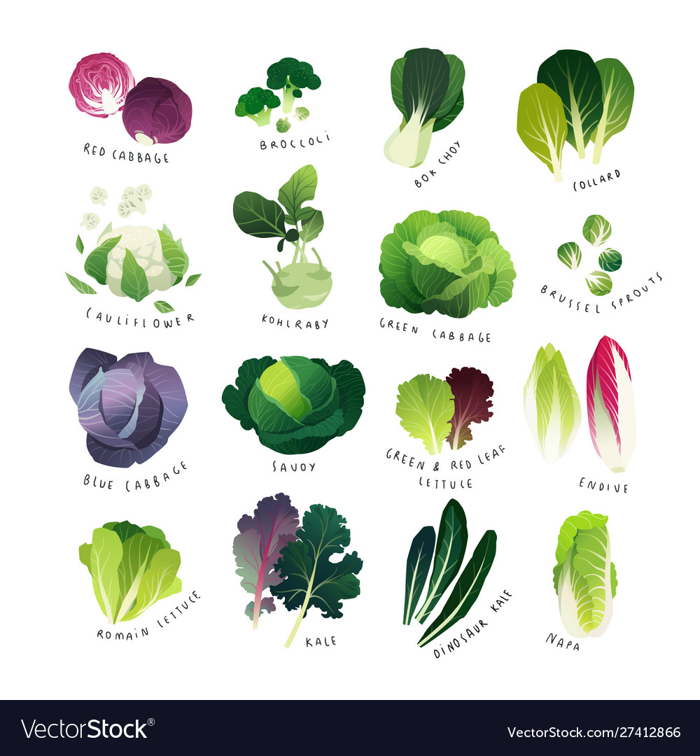 List common cabbage vegetables Royalty Free Vector Image