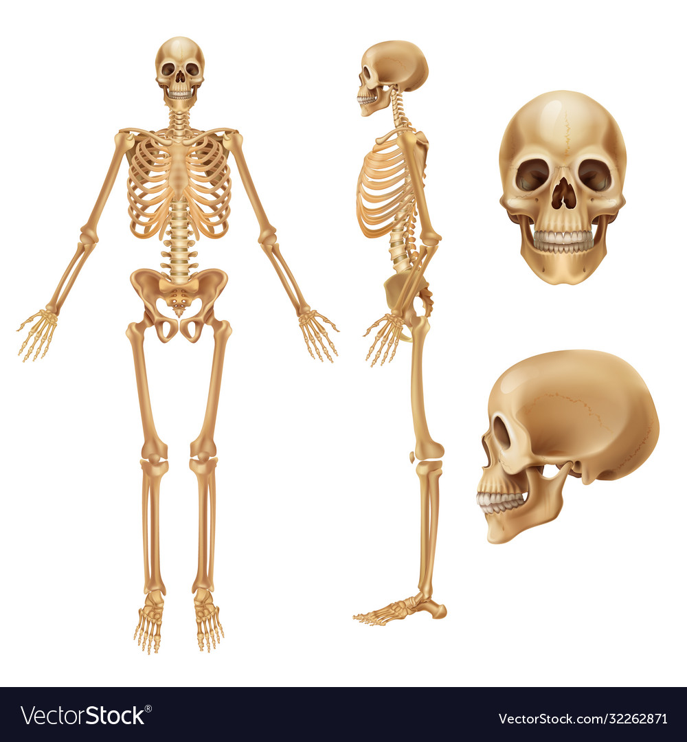 Human skeleton realistic front view bones and Vector Image