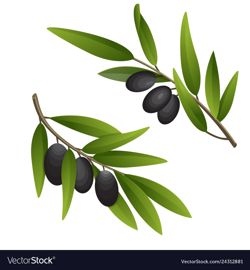 Olive branch in watercolor style design for olive Vector Image