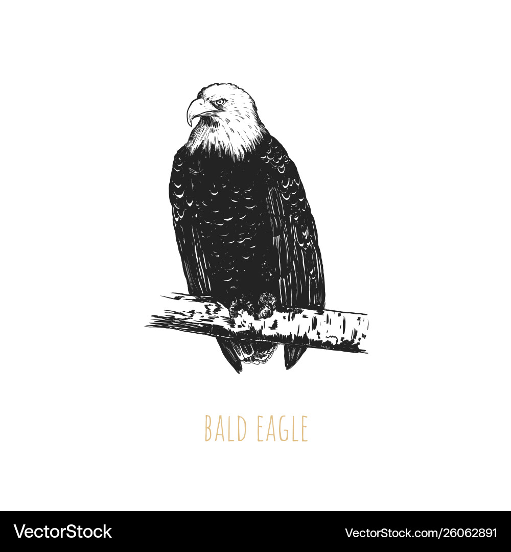 Bald eagle Royalty Free Vector Image - VectorStock