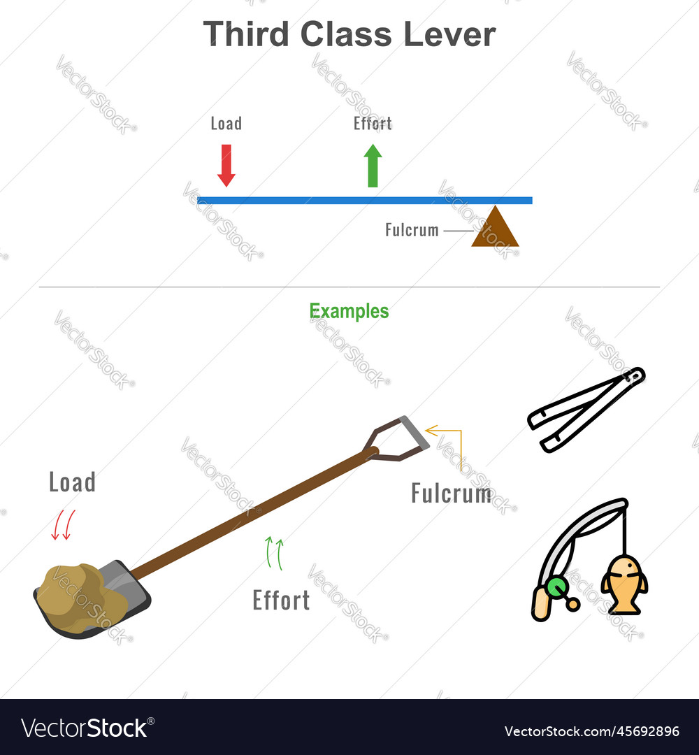 Third class lever with example Royalty Free Vector Image