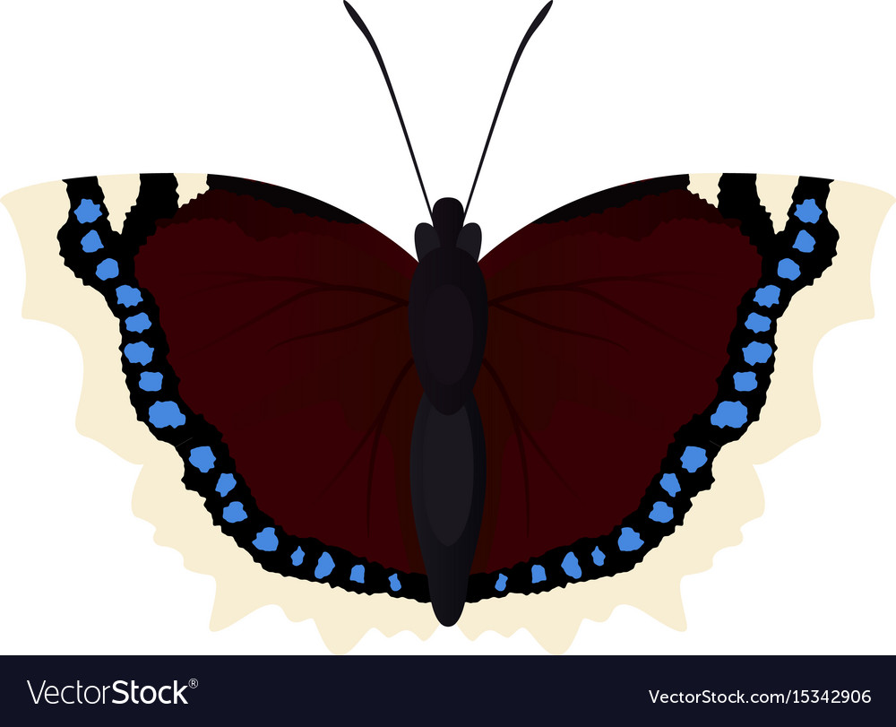 Butterfly morning cloak Royalty Free Vector Image