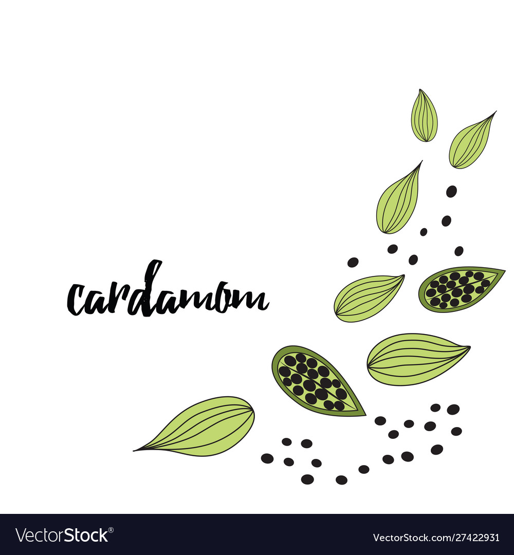 Cardamom spice hand drawn style