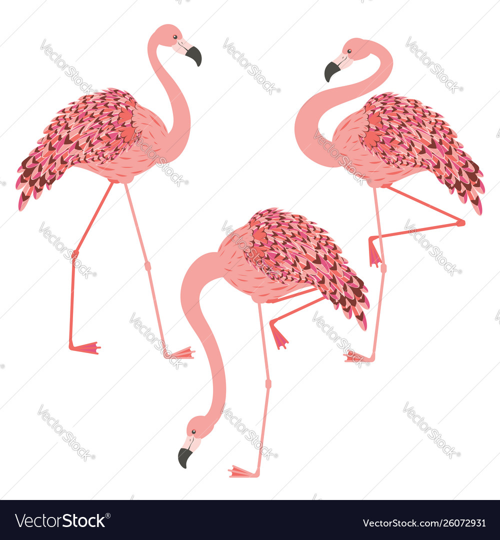 Pink flamingo design Royalty Free Vector Image
