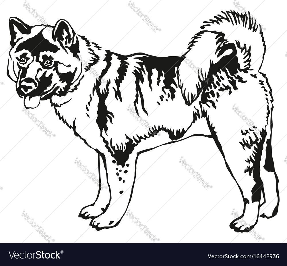 Decorative standing portrait of american akita Vector Image