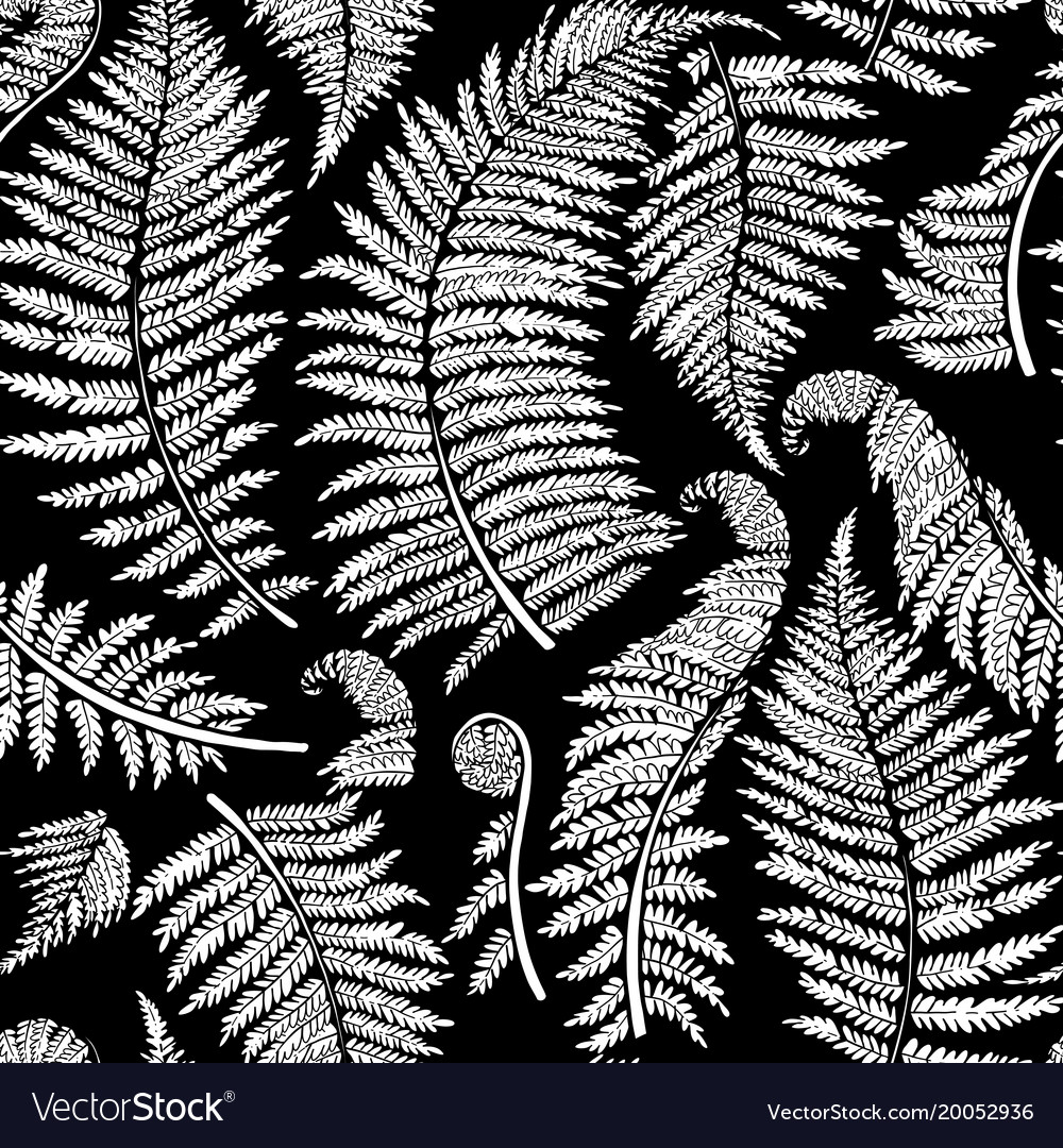 Graphic fern leaves Royalty Free Vector Image - VectorStock